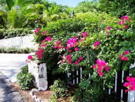 Багамы: Отель  Pink Sands