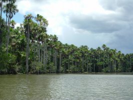 Бразилия: Путешествие  вверх по Амазонке